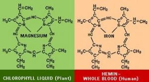 chlorofill