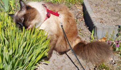 Как научить кота гулять на поводке: 7 уроков